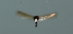Pseudothemis zonata