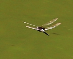 Pseudothemis zonata