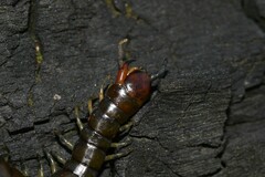 Cormocephalus esulcatus