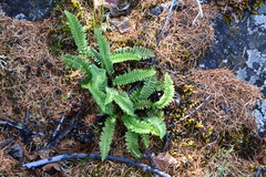 Dryopteris fragrans