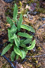 Dryopteris fragrans