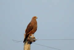 Buteogallus meridionalis