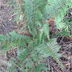 Polystichum proliferum