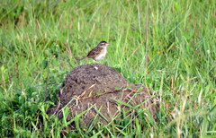 Ammodramus humeralis