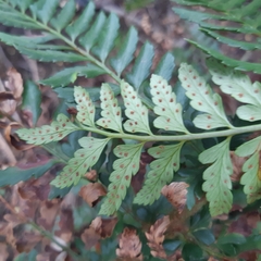 Polystichum proliferum