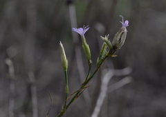 Petrorhagia prolifera