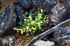 Potentilla asperrima