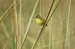 Pseudocolopteryx sclateri