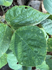 Faboideae