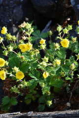 Potentilla asperrima