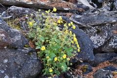Potentilla asperrima