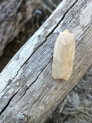 Noctua fimbriata