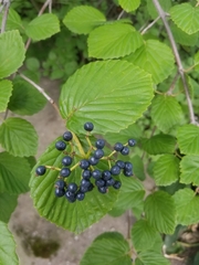 Viburnum recognitum
