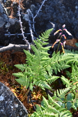 Gymnocarpium jessoense