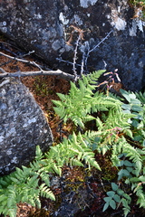 Gymnocarpium jessoense