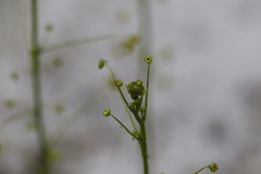 Drosera neesii