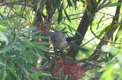 Philemon corniculatus corniculatus