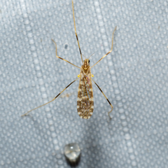 Erioptera caliptera