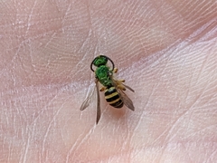 Agapostemon