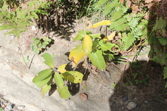 Asclepias syriaca