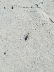 Habroscelimorpha dorsalis