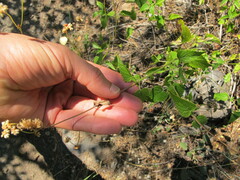 Agastache urticifolia