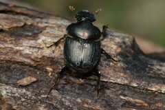 Onthophagus