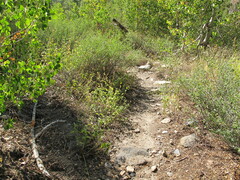 Agastache urticifolia