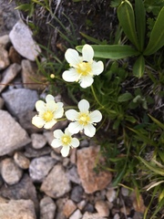 Parnassia cirrata intermedia