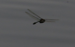 Anisoptera