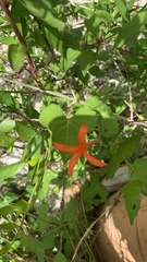 Anisacanthus quadrifidus