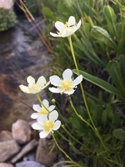Parnassia cirrata intermedia