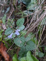 Clinopodium menthifolium ascendens