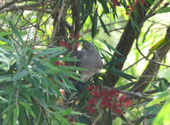 Philemon corniculatus corniculatus