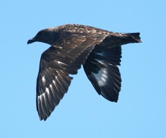 Stercorarius antarcticus