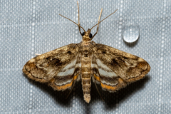 Parapoynx obscuralis