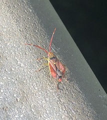 Pantilius tunicatus