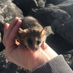Burramys parvus