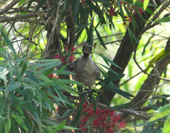 Philemon corniculatus corniculatus