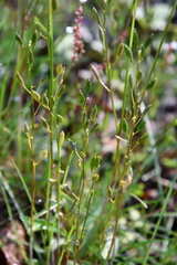 Draba hirta