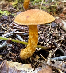 Agaricomycetidae
