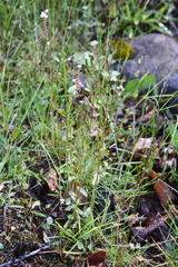 Draba hirta