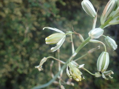 Albuca canadensis