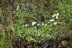 Primula nutans