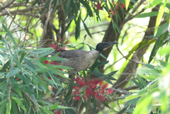 Philemon corniculatus corniculatus