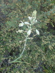 Albuca canadensis