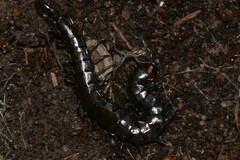 Cormocephalus esulcatus