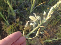 Albuca canadensis