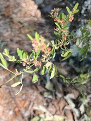 Lespedeza