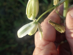 Albuca canadensis